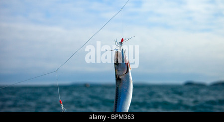 Makrelen angeln vom Boot, Tenby, Pembrokeshire West Wales UK Stockfoto