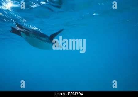 Ecuador, Galapagos-Inseln, Galápagos-Pinguin (Spheniscus Mendiculus) Schwimmen im flachen Wasser in der Nähe von Bartolome Insel Stockfoto
