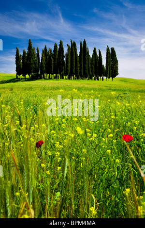 Grove von Zypressen in Weizen-und Wildblumen in der Nähe von San Quirico, Toskana Italien Stockfoto