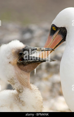 Ecuador, Galapagos. Espanoloa (aka Haube), Punta Suarez. Nazca Booby aka Sprengfallen, maskiert (WILD: Sula Granti) Stockfoto