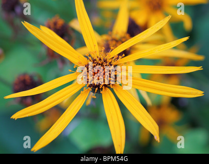 Sommer Kreuzkraut gelben Blüten Ligularia dentata Stockfoto