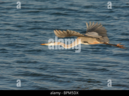 Ein Great Blue Heron (Ardea Herodias) über das wellige Wasser mit dem Licht der untergehenden Sonne mit ihm fliegen Stockfoto