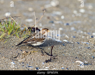 Snow Bunting am Strand, co. Louth, Irland Stockfoto