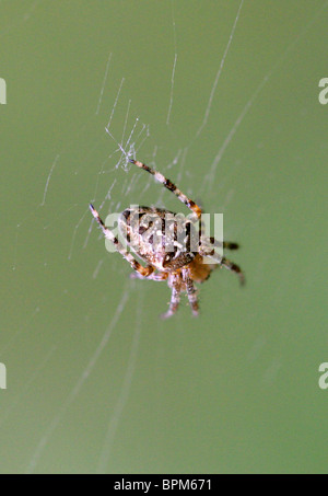 Europäische Kreuzspinne, Diadem oder Cross Spider, Araneus Diadematus, Araneidae, Araneae, Arachnida Stockfoto