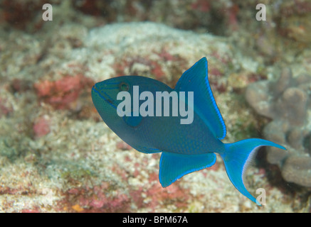 Blauer Drückerfisch, Pseudobalistes Fuscus, Malediven, Indischer Ozean Stockfoto