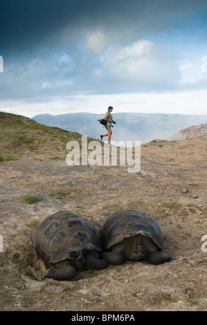 Galapagos-Riesenschildkröten und Fumarolen. TUI De RoyAlcedo Vulkan Kraterboden Insel Isabela Galapagosinseln Ecuador. Stockfoto