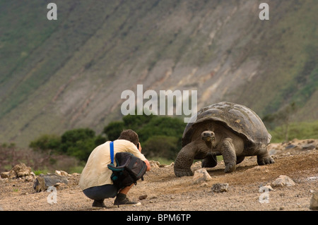 Galapagos Riesen Schildkröten & Tui De RoyAlcedo Vulkan Kraterboden Insel Isabela Galapagosinseln Ecuador. Stockfoto