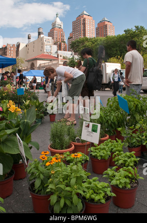 Bauernmarkt am Union Square in Manhattan, NYC Stockfoto