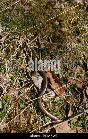 Blindschleiche unter Gras- und Blätter. Stockfoto