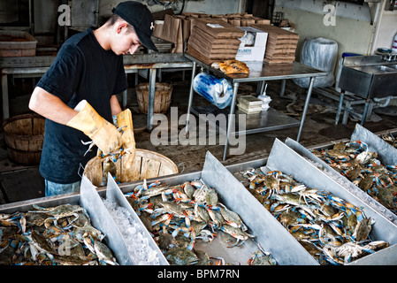 WASHINGTON DC, USA – Fischhändler sortieren frische Krabben auf dem historischen Maine Avenue Fish Market am Ufer von Washington DC. Stockfoto