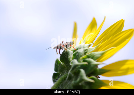 Gelbe bauchige Biene Assassin auf Sonnenblume - Apiomerus Flaviventris Stockfoto