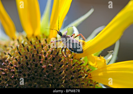 Gelbe bauchige Biene Assassin auf Sonnenblume - Apiomerus Flaviventris Stockfoto