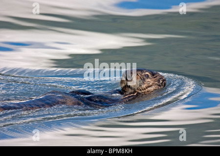 Sea Otter Schwimmen im Ozean in Alaska, mit dem Wasser plätschern um ihn herum, wie er schwimmt Stockfoto