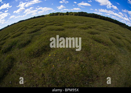 Hügel/Ameisennester im New Forest der gelbe Wiese-Ameise Lasius flavus Stockfoto