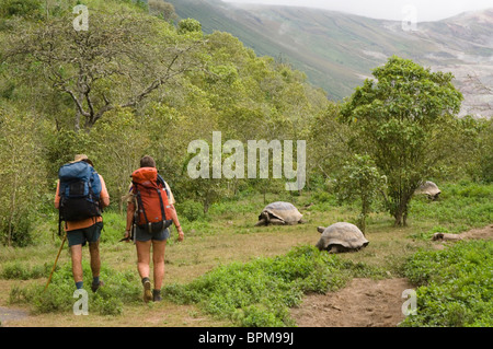 Galapagos Riesen Schildkröten & Tui De Roy & Alan McLeanAlcedo Vulkan Kraterboden Insel Isabela Galapagosinseln Ecuador. Stockfoto