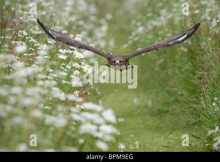 Bussard im Flug über englische Landschaft Blumen Stockfoto