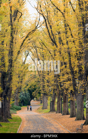 Allee der Bäume, Fitzroy Gardens, Melbourne, Australien Stockfoto