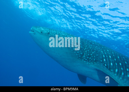 Walhai, Rhincodon Typus, im Osten Blume Garten Reef, 12. Juli 2008, Golf von Mexiko Stockfoto