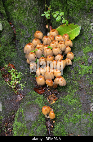 Glitzernde Inkcap Pilze, Coprinellus Micaceus, Psathyrellaceae. Zuvor Coprinus Micaceus, Coprinaceae Stockfoto