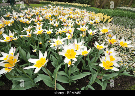 Blühenden Narzissen Keukenhof Gärten, Amsterdam, Holland Stockfoto