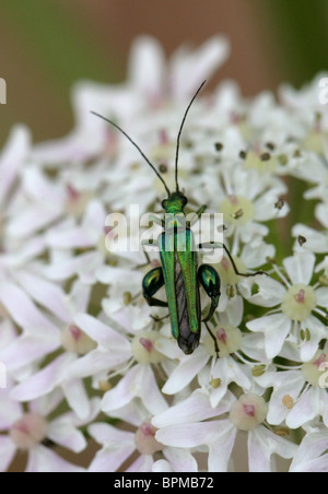 Männliche dicken Beinen Blume Käfer, Oedemera Nobilis, Oedemeridae auf Bärenklau Stockfoto