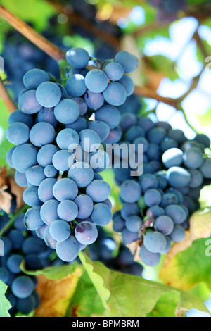 Blaue Weintraube in einem Weinberg Stockfoto