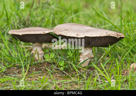 Bio Feld oder Wiese Champignons (Agaricus Campestris) als Ausschnitte Cut Outs Stockfoto