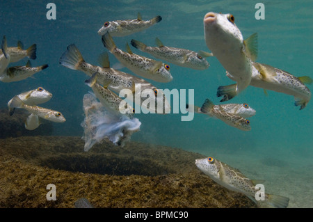 Bullseye oder konzentrische Kugelfisch (Sphoeroides Annulatus) von Gardner Insel Floreana Insel. Galapagos-Inseln, Ecuador. Stockfoto