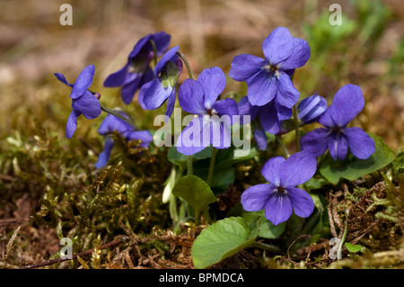 Süße Veilchen (Viola Odorata), blühende Pflanze. Stockfoto