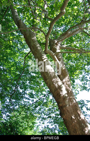 Platanus Acerifolia (Ahornblättrige Platane oder Hybrid-Ebene), Newport, Rhode Island, New England, USA Stockfoto