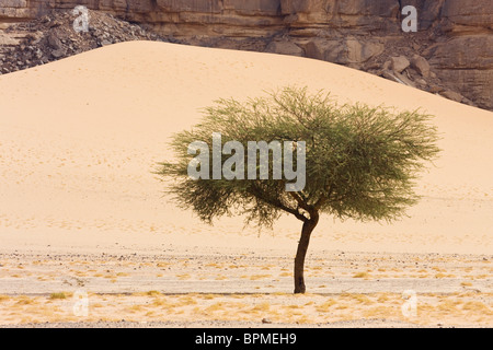 Acacia Tree in der libyschen Wüste, Akakus-Gebirge, Sahara, Libyen, Nordafrika Stockfoto