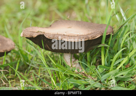 Bio Feld oder Wiese Champignons (Agaricus Campestris) als Ausschnitte Cut Outs Stockfoto