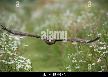 Bussard im Flug über englische Landschaft Blumen Stockfoto