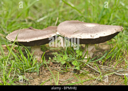 Bio Feld oder Wiese Champignons (Agaricus Campestris) als Ausschnitte Cut Outs Stockfoto