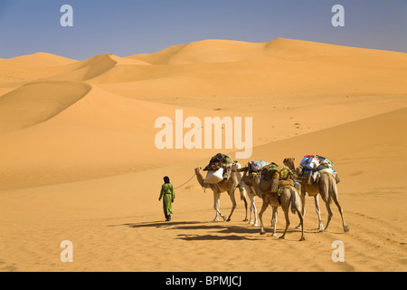 Kamelkarawane in der libyschen Wüste, Dromedare, Camelus Dromedarius, Libyen, Sahara, Nordafrika Stockfoto