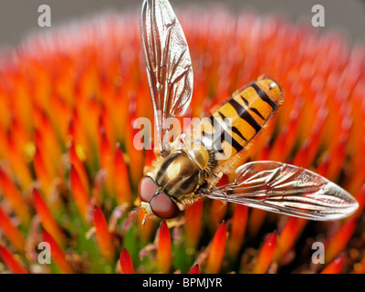 Eine männliche Episyrphus Balteatus Hoverfly Fütterung auf Sonnenhut. Stockfoto