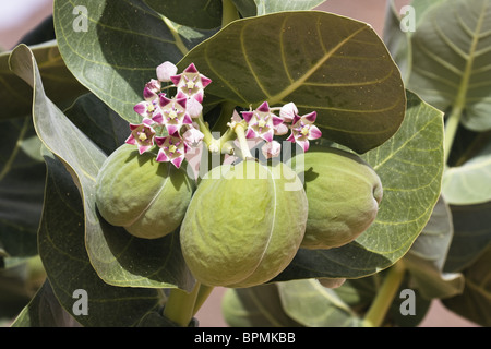 Kings Crown, Gummibaum, Apple von Sodom, Calotropis Procera, Libyen Stockfoto