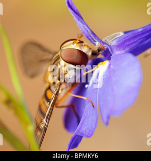 Eine weibliche Episyrphus Balteatus Hoverfly ernähren sich von Lobelia. Syrphidae. Stockfoto