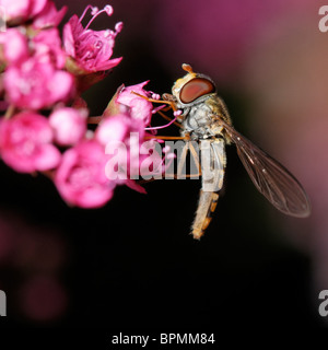 Ein Episyrphus Balteatus Hoverfly Fütterung auf eine Spiraea Blume. Stockfoto