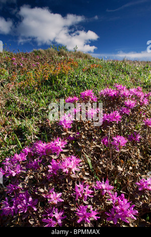 Wildblumen blühen im Denali-Nationalpark, Alaska. Stockfoto