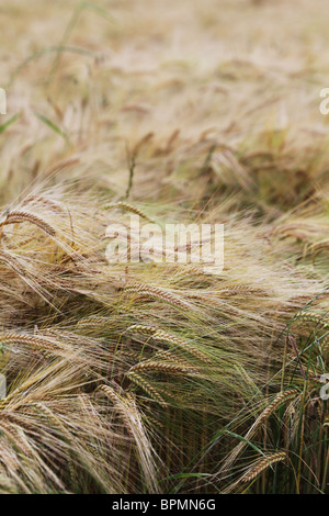 Felder des Reifens Gerste wehenden Brise Detail in der Nähe von Olot in La Garrotxa Comarca von Girona Provinz Katalonien in Spanien Stockfoto