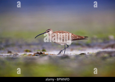 Regenbrachvogel entlang der Resurrection Bay, Seward, Alaska. Stockfoto