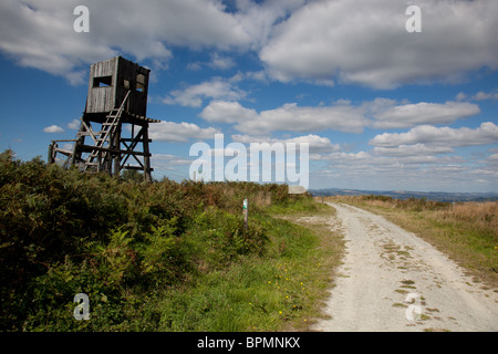 Die Hirsche zu verstecken, auf dem Gipfel des hohen Vinnals, Mortimer Wald, in der Nähe von Ludlow, Shropshire Stockfoto