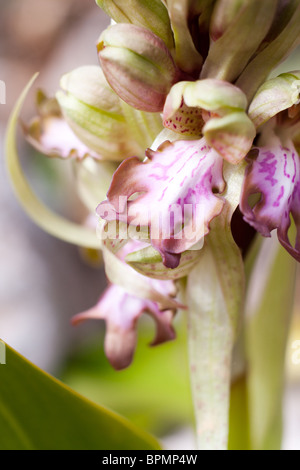 Nahaufnahme einer riesigen Orchidee im Frühling. Stockfoto