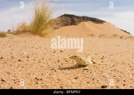 Eidechse in der libyschen Wüste, Libyen, Sahara, Nordafrika Stockfoto