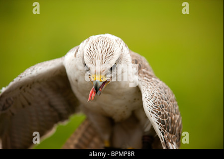 Bird Of Prey Saker Falcon Stockfoto