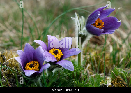 Kuhschelle (Pulsatilla Vulgaris), blühende Pflanze. Stockfoto