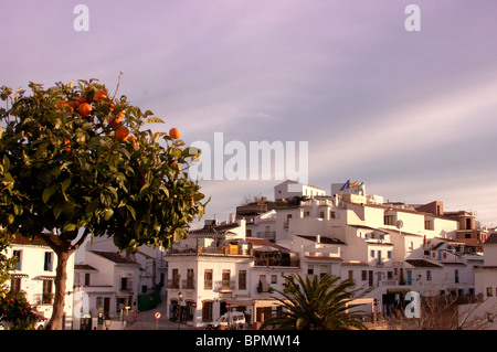 Orangen und Häuser im Winter, Frigiliana, Andalusien, Spanien Stockfoto