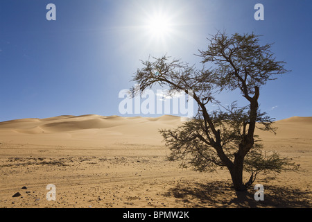 Acacia Tree in der libyschen Wüste, Libyen, Sahara, Afrika Stockfoto