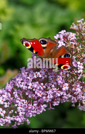 Tagpfauenauge auf Buddleja Davidii 'Gulliver' fotografiert in Yorkshire, Großbritannien Stockfoto